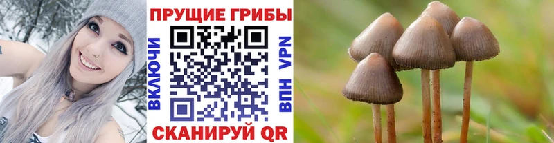 Псилоцибиновые грибы мицелий  Новороссийск 